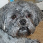 Close up of dogs face
