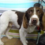 Springer spaniel in the groomers