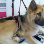 Cute German Shepherd dog sitting in the groomers