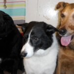 Three cute dogs in the groomers