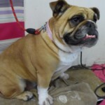 Bull dog sitting in the groomers