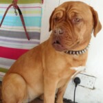 Tan coloured dog
