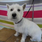Cute white westie