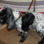 Cute springer spaniel dog in the groomers