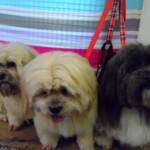 Three cute Lhasa Apso dogs