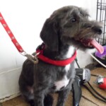 Dog on a lead in the groomers