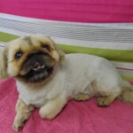 Cute smiling dog