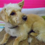 Small cute dog